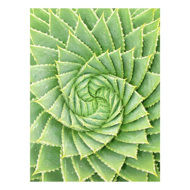Wandbilder Grün Spiral Aloe