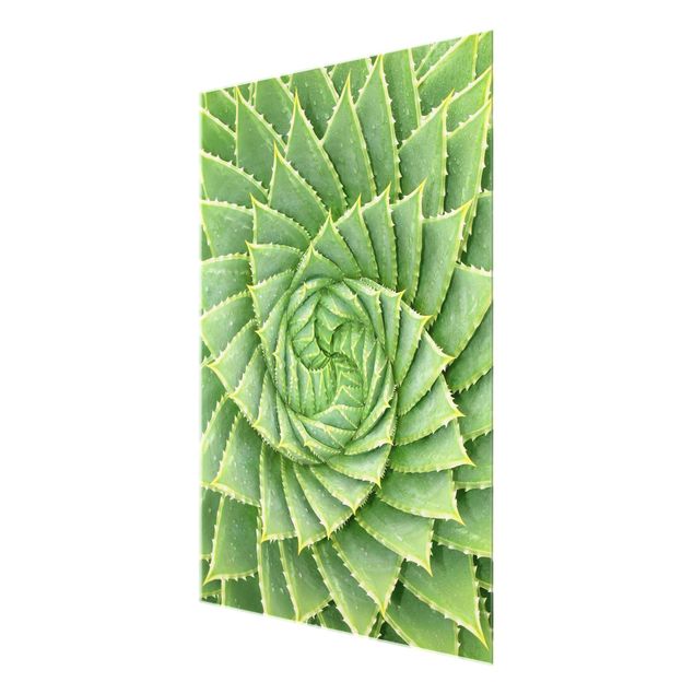 Wandbilder Spiral Aloe
