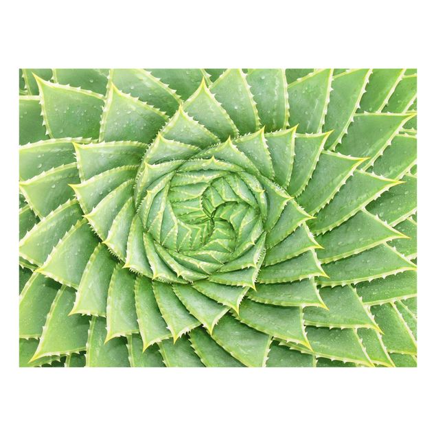 Bilder Spiral Aloe
