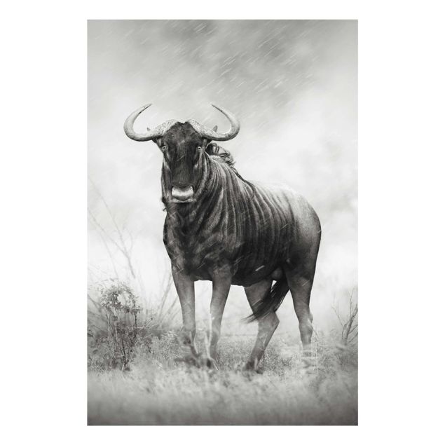 Wandbilder Schwarz-Weiß Staring Wildebeest