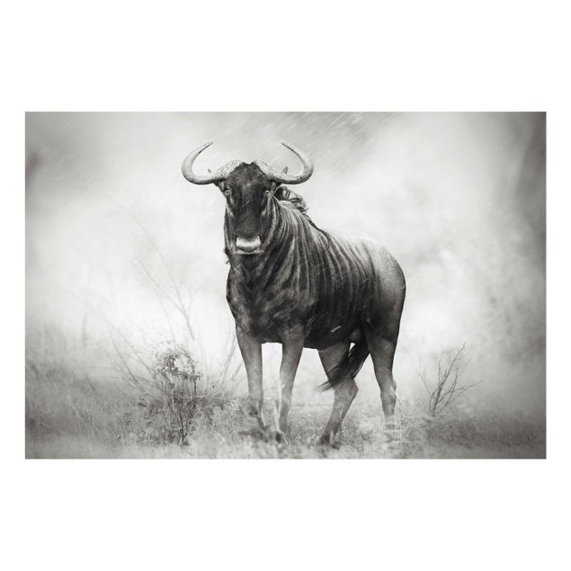 Wandbilder Schwarz-Weiß Staring Wildebeest