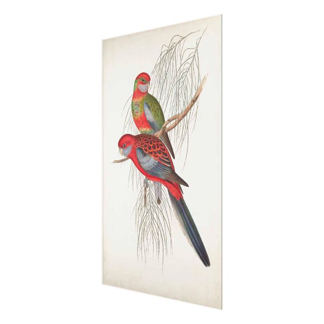 Glas Wandbilder Tropische Papageien III