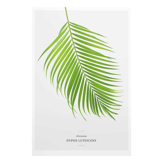Bilder Tropisches Blatt Areca Palme