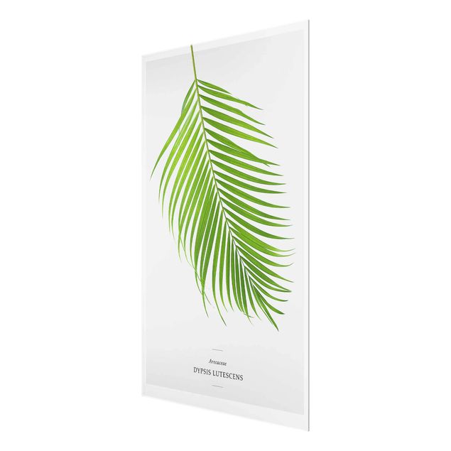 Glasbilder Tropisches Blatt Areca Palme