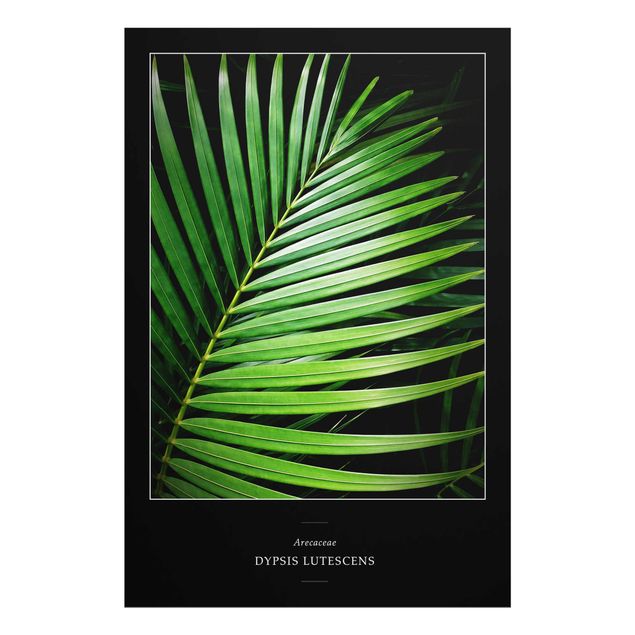 Wandbilder Grün Tropisches Palmblatt