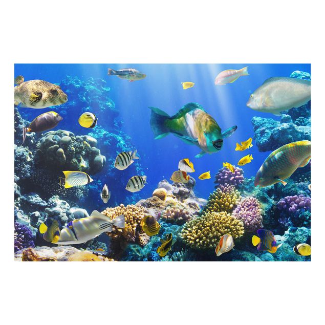 Glasbild Meer Underwater Reef