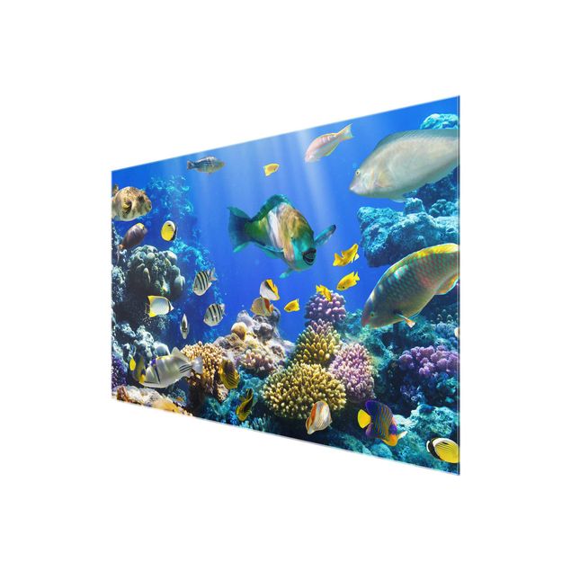 Wandbilder Glas Natur Underwater Reef