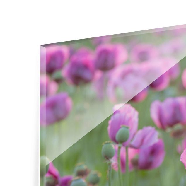Rainer Mirau Kunstdrucke Violette Schlafmohn Blumenwiese im Frühling