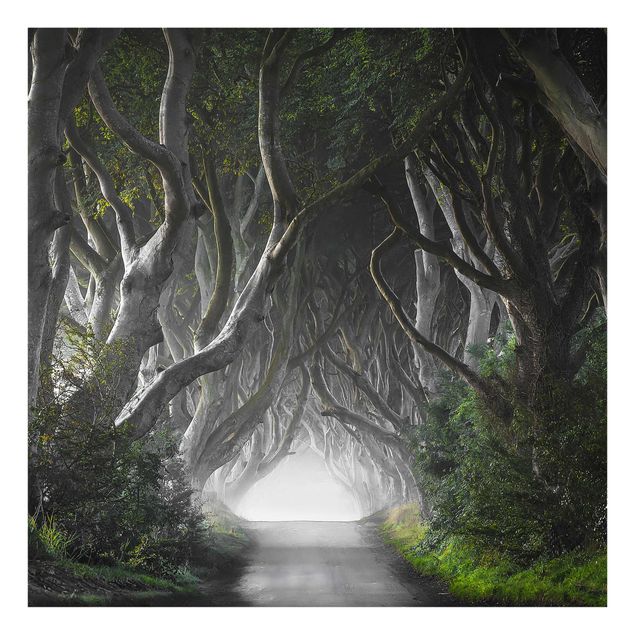 Wandbilder Glas Natur Wald in Nordirland