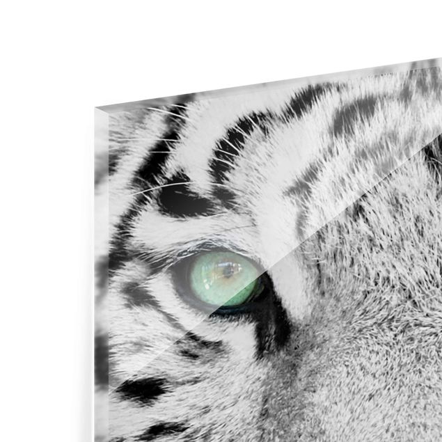 schöne Bilder Weißer Tiger