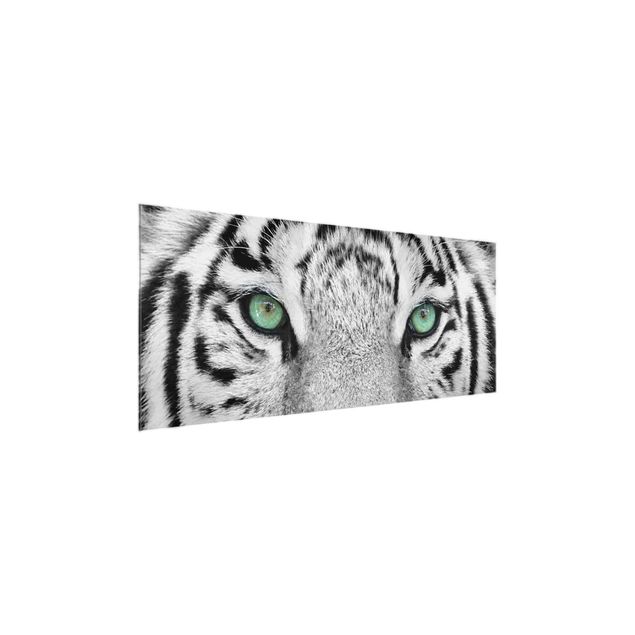 Glasbilder Tiere Weißer Tiger