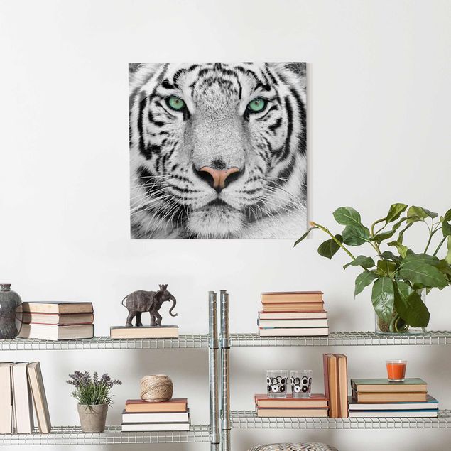 Wandbilder Tiger Weißer Tiger