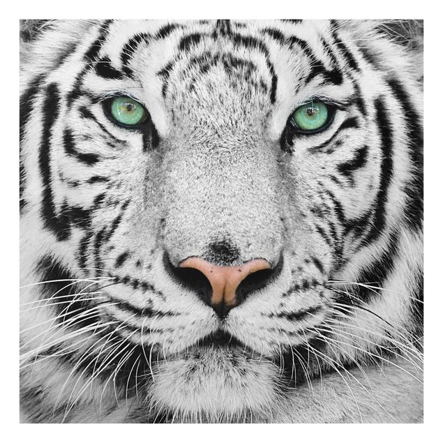 Wandbilder Modern Weißer Tiger