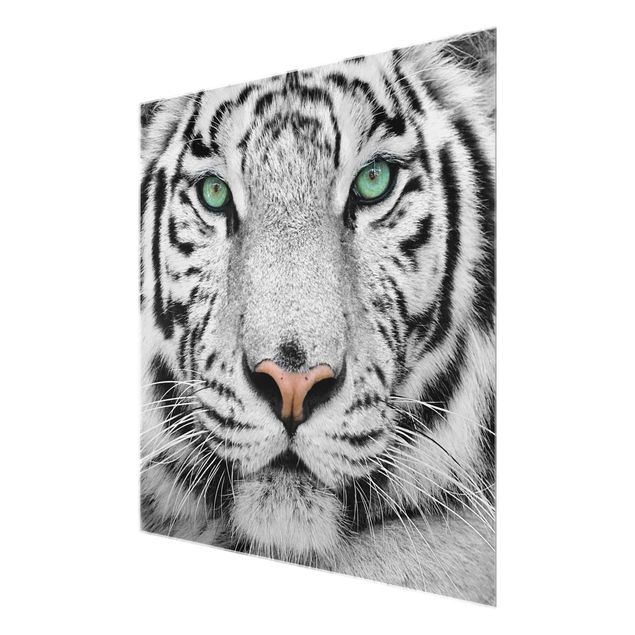 Wandbilder Schwarz-Weiß Weißer Tiger