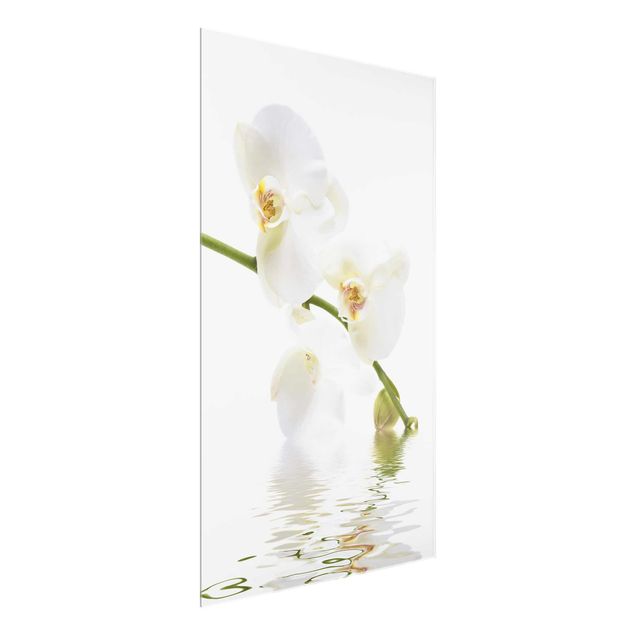 Glasbilder Blumen White Orchid Waters