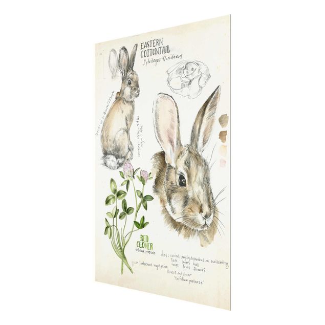 Wandbilder Wildnis Journal - Kaninchen