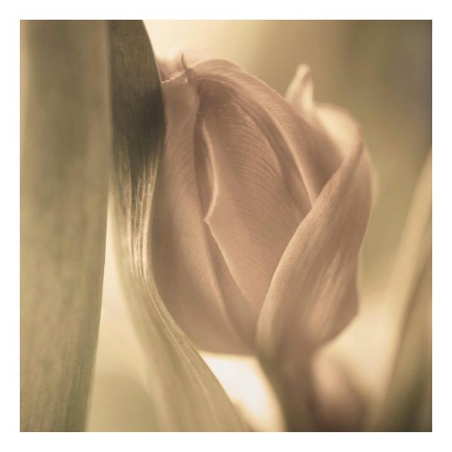 Bilder Zarte Tulpen