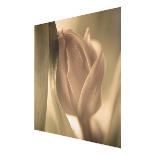 Glasbilder Zarte Tulpen