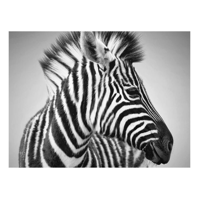 Wandbilder Afrika Zebra Baby Portrait II