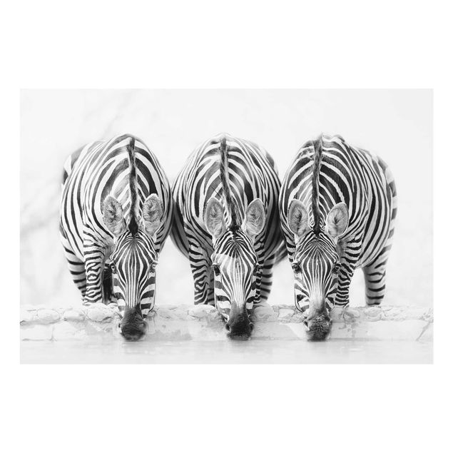 Wandbilder Modern Zebra Trio schwarz-weiß