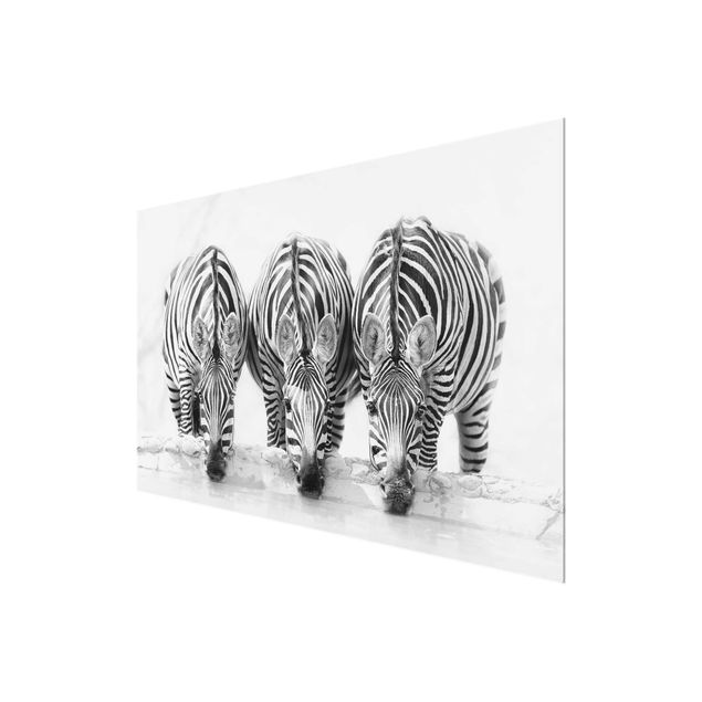 Wandbilder Schwarz-Weiß Zebra Trio schwarz-weiß