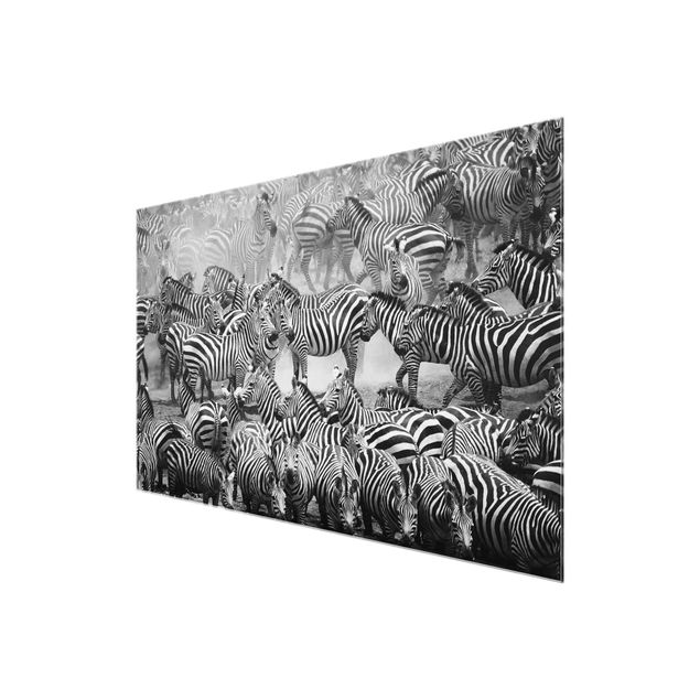 Wandbilder Schwarz-Weiß Zebraherde II