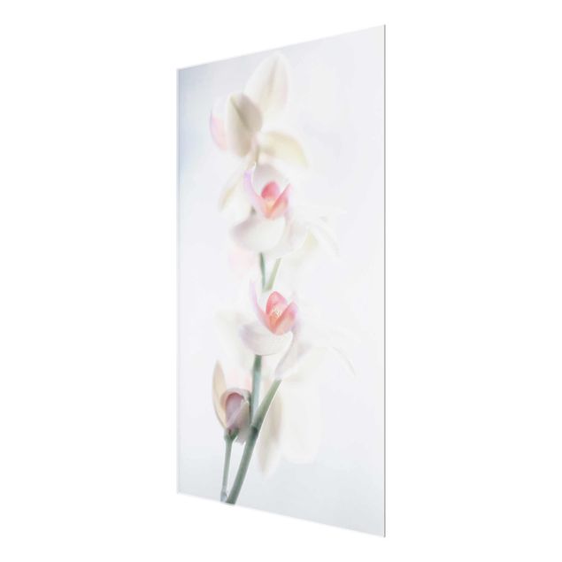 Wandbilder Blumen Zerbrechliche Orchidee