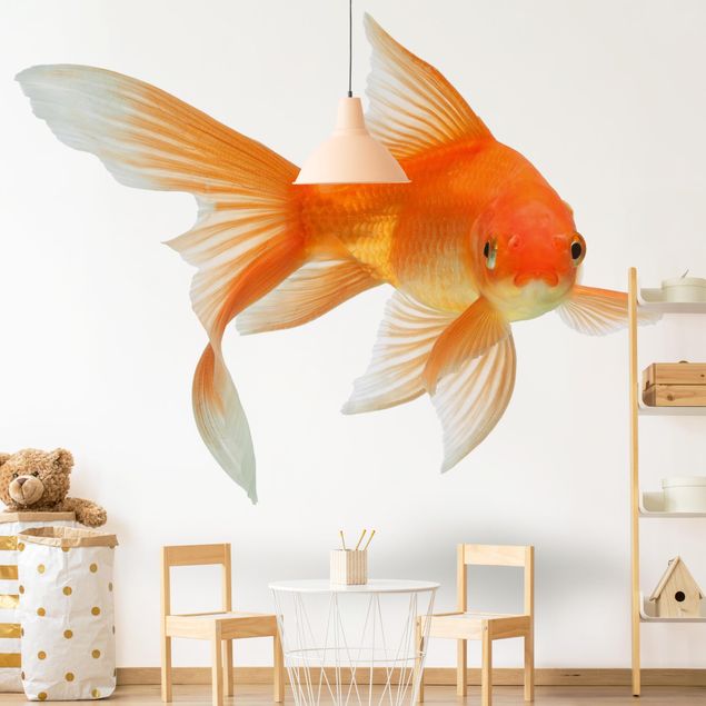 Fototapete modern Goldfish is Watching you