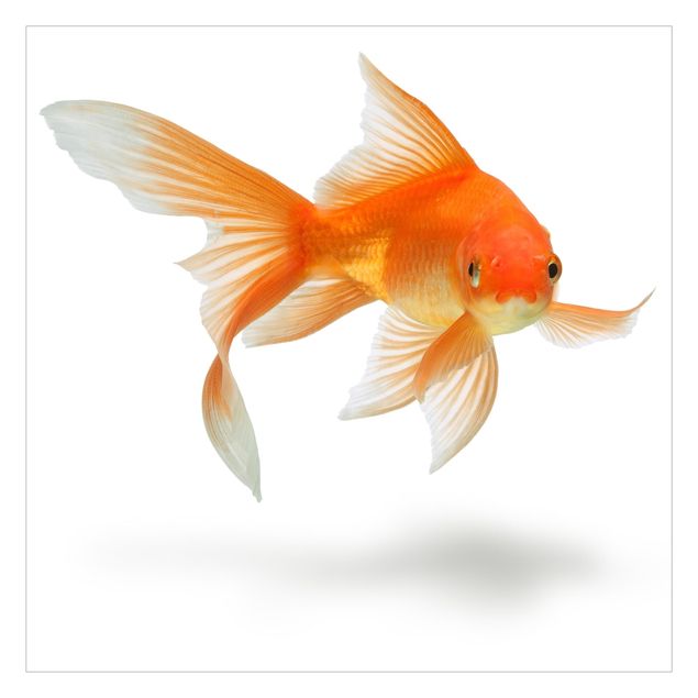 Fototapete Goldfish is Watching you