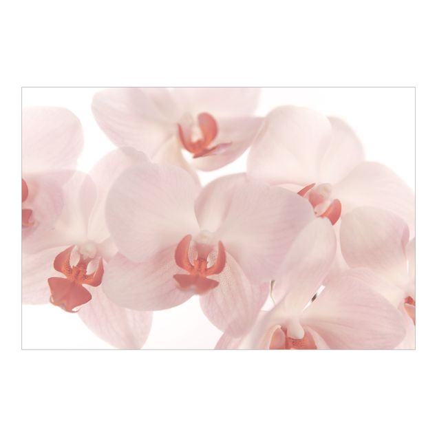Foto Tapete Helle Orchidee Blumentapete - Svelte Orchids