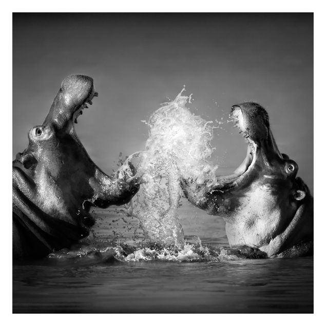 Foto Tapete Hippo Fight