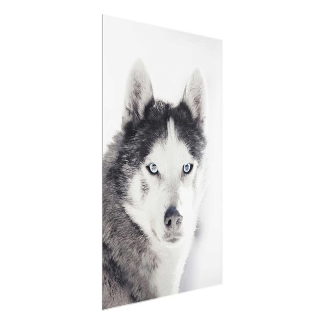 Wandbilder Modern Husky Portrait