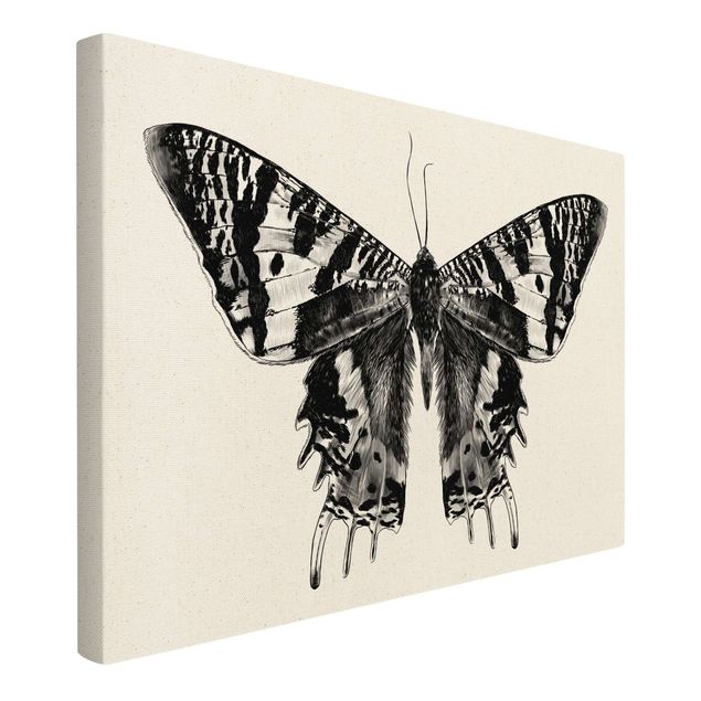 Wandbilder Schwarz Illustration fliegender Madagaskar Schmetterling