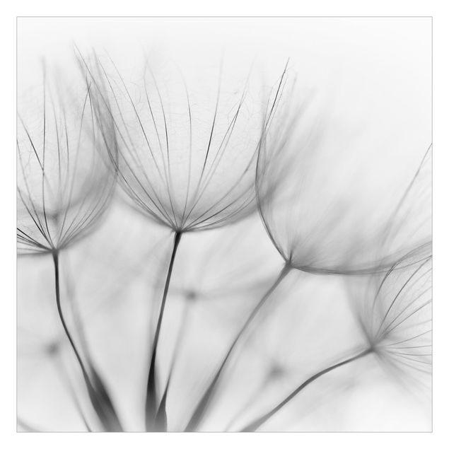 Fototapete In einer Pusteblume Schwarz-Weiß