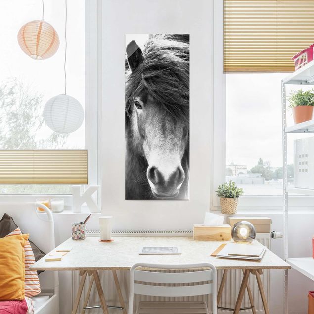 schwarz weiß Glasbilder Island Pferd in Schwarz-weiß