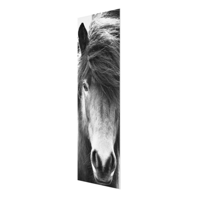 Wandbilder Schwarz-Weiß Island Pferd in Schwarz-weiß