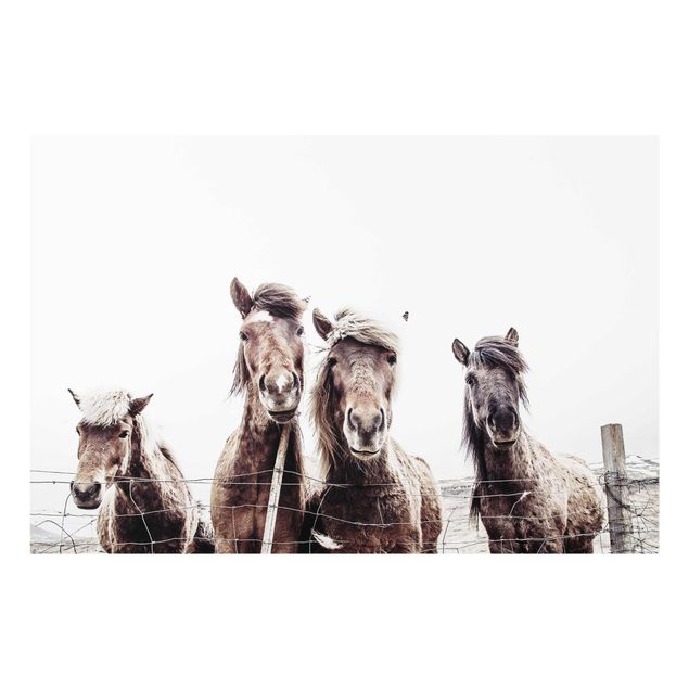 Wandbilder Tiere Island Pferde