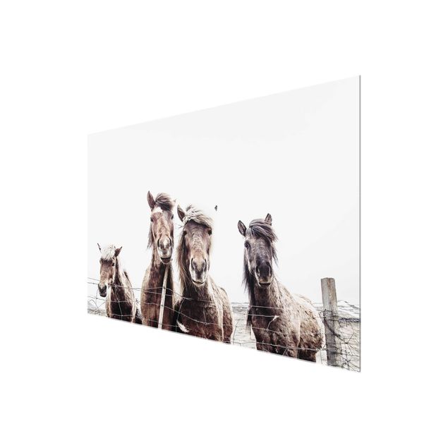 Wandbilder Braun Island Pferde