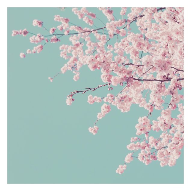 Monika Strigel Bilder Japanische Kirschblüte