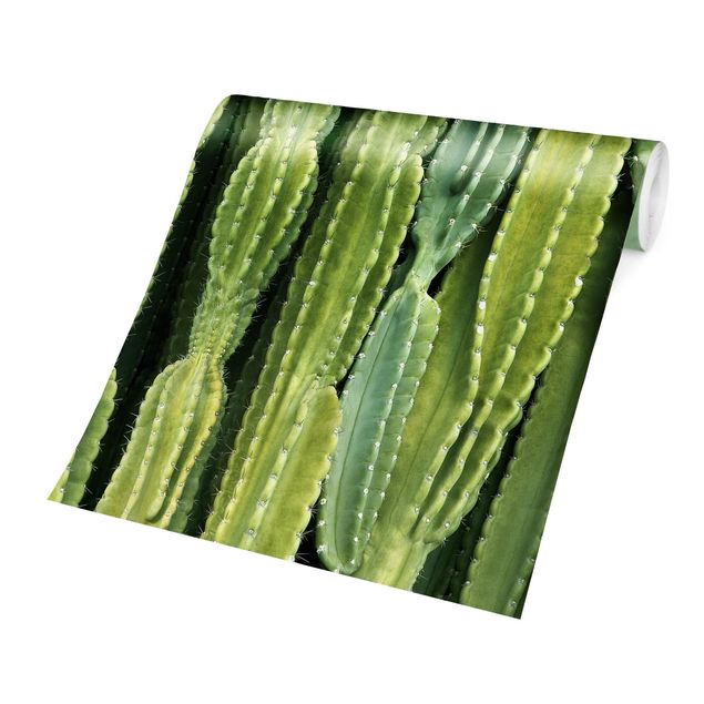 Wandtapete gruen Kaktus Wand
