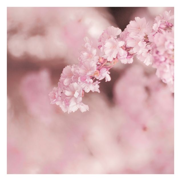 Foto Tapete Kirschblüte im Violetten Licht