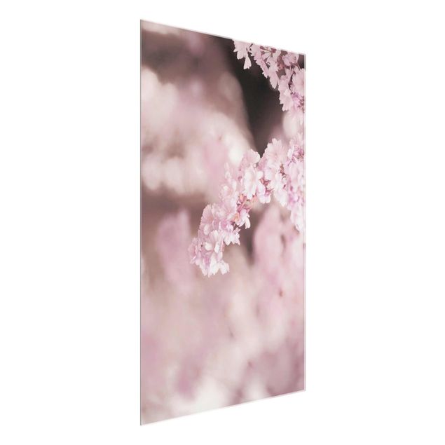 Wandbilder Blumen Kirschblüte im Violetten Licht