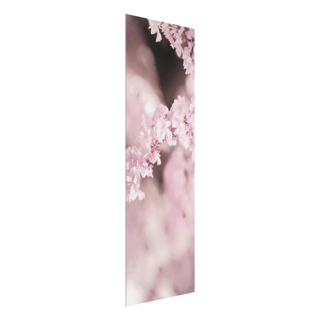 Wandbilder Blumen Kirschblüte im Violetten Licht