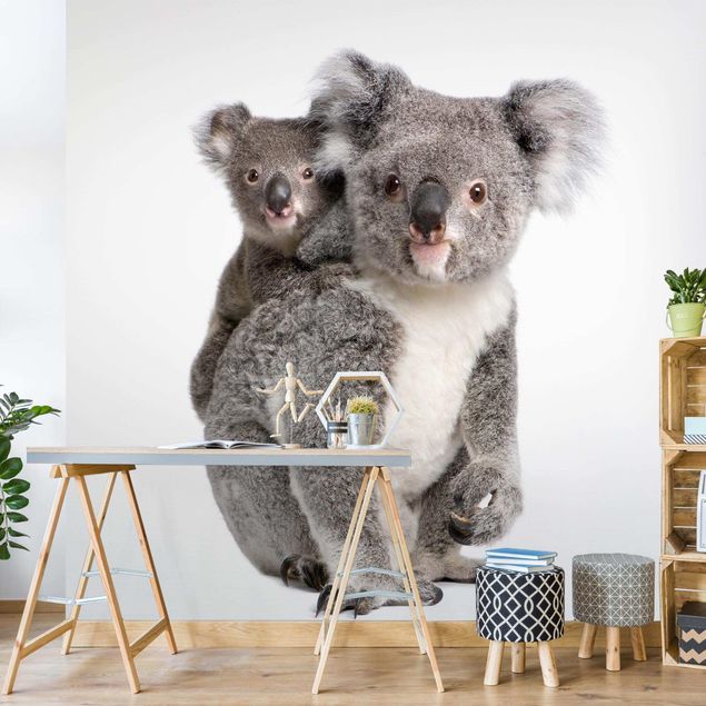 Tapeten Modern Koalabären
