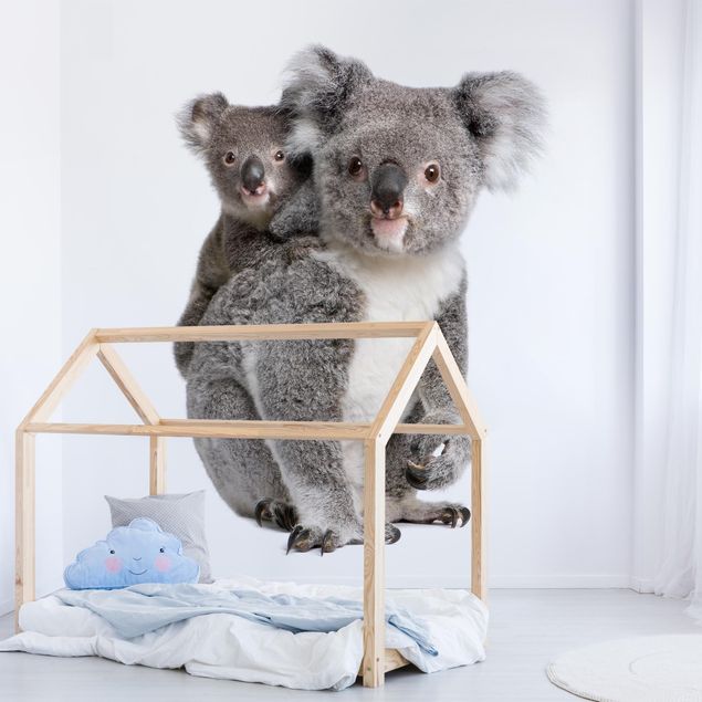 Fototapete kaufen Koalabären