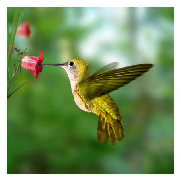 Fototapete gruen Kolibri und Blüte