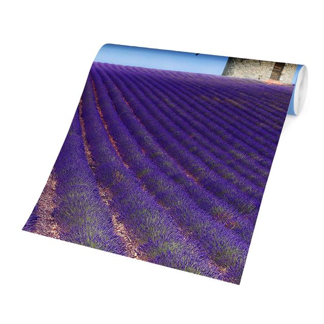 Fototapete kaufen Lavendelduft in der Provence