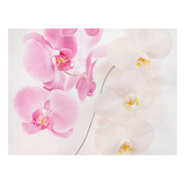 Leinwandbilder Blumen Delicate Orchids