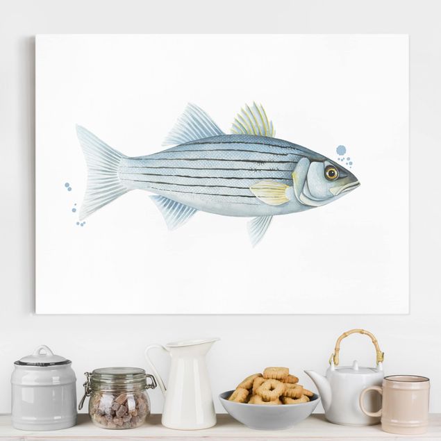 Leinwandbild Fisch Farbfang - Weißbarsch