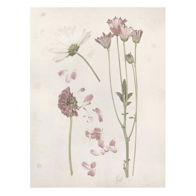 Wandbilder Herbarium in rosa II